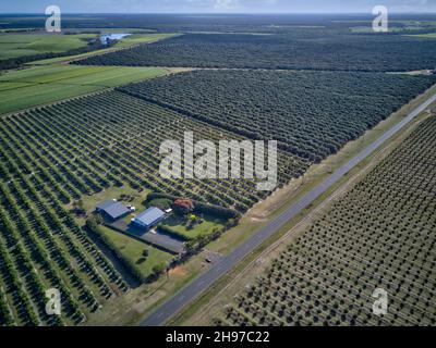 Aerial of young macadamia nut plantations on what was once sugarcane fields. Childers Queensland Australia Stock Photo