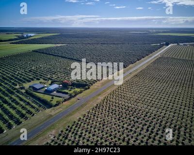 Aerial of young macadamia nut plantations on what was once sugarcane fields. Childers Queensland Australia Stock Photo