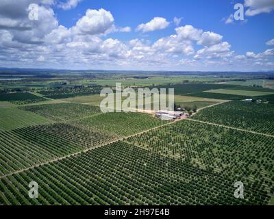 Aerial of citrus orchard growing on the banks of the Burnett River Wallaville Queensland Australia Stock Photo