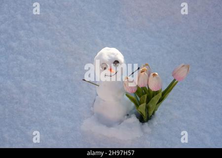 Snowman with spring flowers tulips. Funny snow man on a snowy meadow on a snow background. Stock Photo
