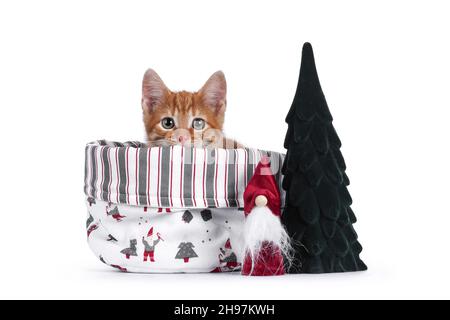 Cute little rednon breed house cat, sitting in basket inbetween christmas decorationd. Looking over edge towards camera with shiny eyes. Isolated on a Stock Photo