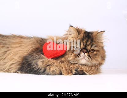 Persian cat with a knitted heart lies on a light background. Valentine day romantic background. Stock Photo