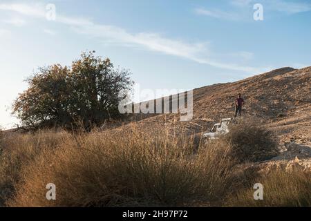 tour guide standing on his vehicle in order to get a better view of the Atlantic pistachio trees in the Negev Highlands in Israel Stock Photo