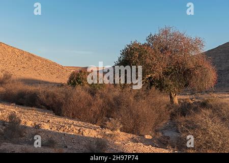 two Atlantic pistachio Pistacia atlantica trees in autumn in the wadi lotz stream bed in the Negev Highlands in Israel at sunset with a blue sky backg Stock Photo