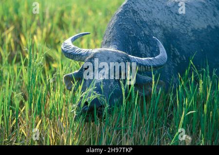 A Buffalo in a field at the Town of Kampung Lubok Buaya on the Island of Langkawi in Malaysia.  Malaysia, Langkawi, January, 2003 Stock Photo