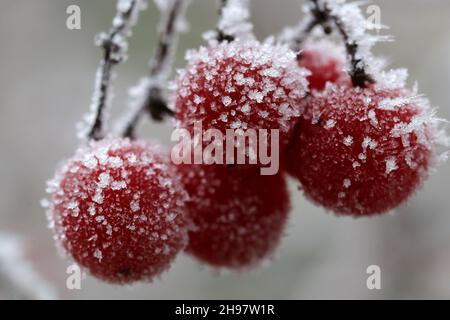 The red berries of the viburnum are covered with large crystals of frost. Stock Photo