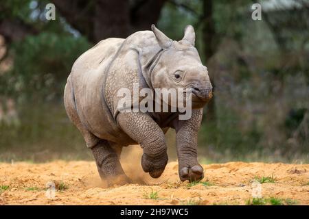 Adorable 7 month old Indian rhinoceros Stock Photo