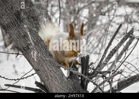 The squirrel sits on a tree and gnaws a nut. Wild animals in nature. Stock Photo