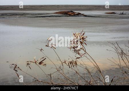 Lake of dry mud formed from mud volcano eruption with dead plant in foreground in Sidoarjo, Indonesia. Natural disaster in oil and gas industry. Stock Photo