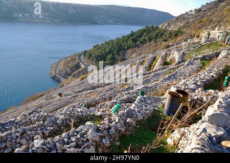STEEP DRY STONE TERRACES TAKALE ARE A PROTECTED HERITAGE OF THE REGION.These stone walls were built in the 18th century,during the reign of Mary There Stock Photo
