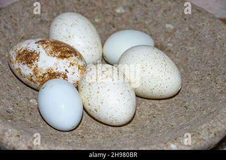 Speckled and blown out eggs as Easter decoration in a stone bowl. Stock Photo