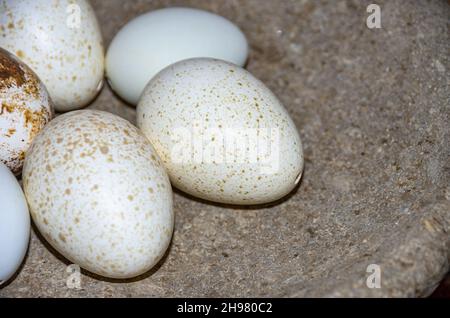 Speckled and blown out eggs as Easter decoration in a stone bowl. Stock Photo