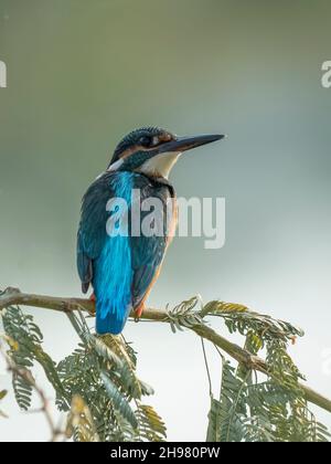 The common kingfisher (Alcedo atthis) also known as the Eurasian kingfisher in natural habitat. Stock Photo