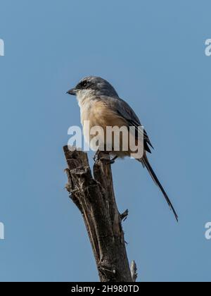 Long-tailed Shrike is perching on wooden branch. Stock Photo