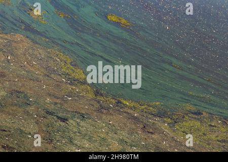 Natural Luxury. Style incorporates the swirls of marble or the ripples of agate. Very beautiful green paint with the addition of gold powder. Stock Photo