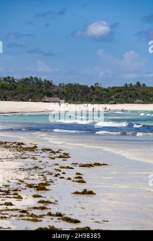 View along Diani beach at low tide with seaweed along the shore, Kenya Stock Photo