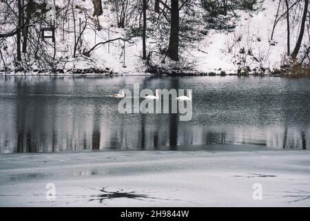 Freezing lake in winter with holes, family of swans and forest on background Stock Photo