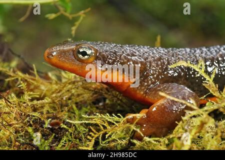 Male rough-skinned newt (Taricha granulosa), temperate rainforests ...