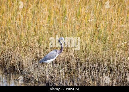 A tricolored heron (Egretta tricolor) standing in marsh grass in St. Augustine, Florida. Stock Photo