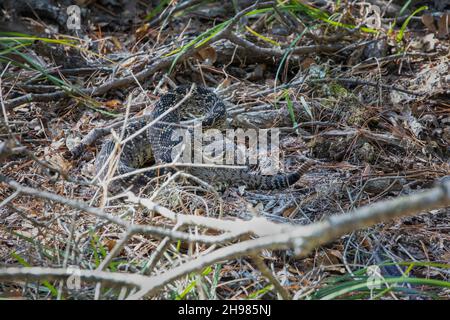 An eastern diamondback rattlesnake (Crotalus adamanteus) curled up on the forest litter at the Guana-Tolomato-Matanzas National Estuarine Research Res Stock Photo
