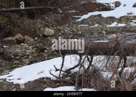 A cut dead tree trunk on the snowy ground in nature on a cold winter day Stock Photo