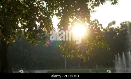 Green park at summer time in during sunset time. Stock Photo