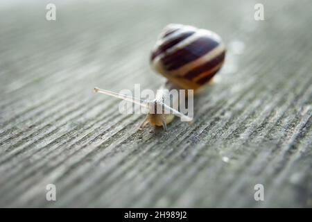 Snail on a board, shallow depth of field Stock Photo