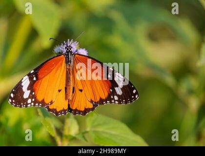 A closeup shot of a Plain Tiger butterfly (Danaus chrysippus) on a flower in the garden Stock Photo