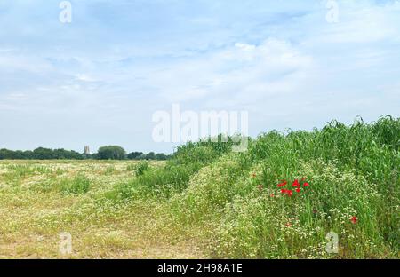 Wild poppies and daisies growing over land for new housing development with ancient minster on horizon in summer along Minster Way, Beverley, UK. Stock Photo