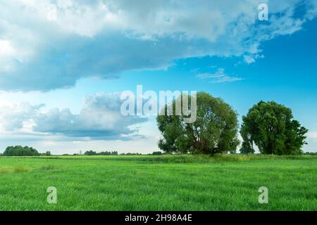Large trees on a meadow and clouds on the sky Stock Photo