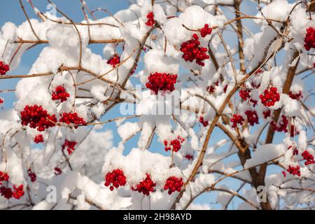 Viburnum (Guelder rose) berries covered with snow on the bushes in winter time Stock Photo