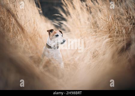 White jack russel terrier puppy on tall yellow grass closeup. Happy Dog with serious gaze Stock Photo