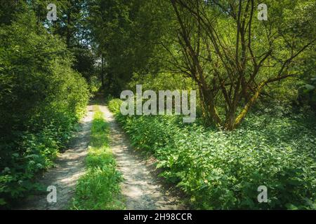 Dirt road in a thick green forest Stock Photo