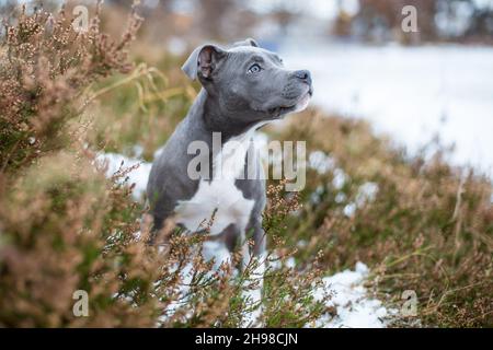 Blue American Staffordshire Terrier puppy Stock Photo