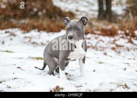 Blueline orders amstaff