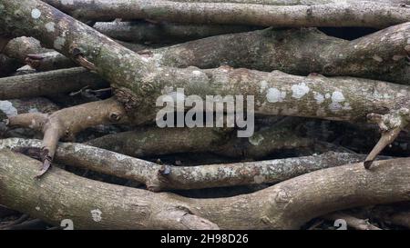 tree logs, stacked firewood, closeup view Stock Photo
