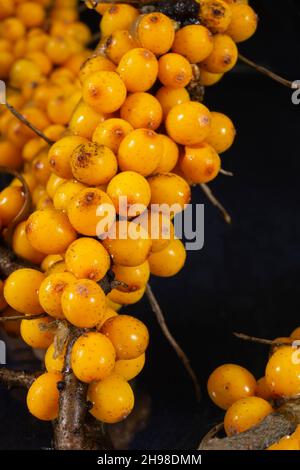 A branch of ripe sea buckthorn in the autumn season. Food on a black background Stock Photo