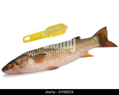 Red-finned mullet isolated on a white background Stock Photo