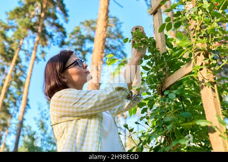 Woman caring for a climbing rose bush, tying branches on a wooden support Stock Photo