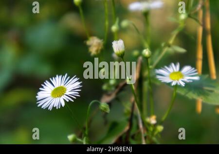 Perennial daisy. Bellis perennis. Chamomile flowers in spring on the lawn. English chamomile, many white flowers with green grass. Stock Photo
