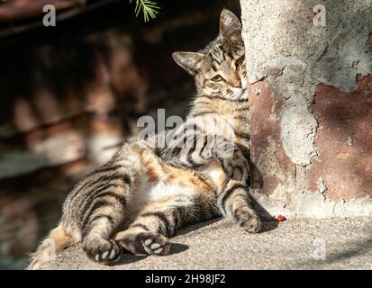 Beautiful lazy grey cat leaning against a wall in the city Stock Photo