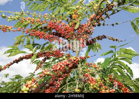 Plantation of conilon cafe in the rural town of Linhares, Espirito