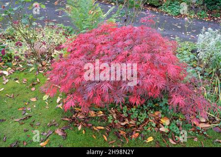 Acer palmatum Dissectum Garnet Japanese maple in garden in autumn Stock Photo
