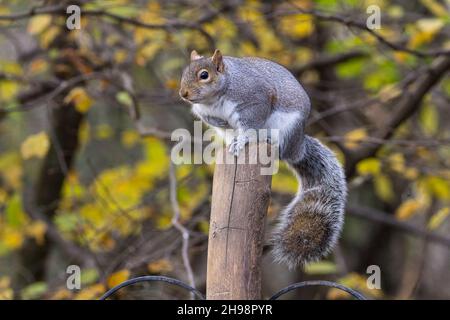 Squirrel grey (Sciurus carolinensis) on post in bird feeding hide blue grey fur with reddish brown areas white underside and has a large bushy tail Stock Photo