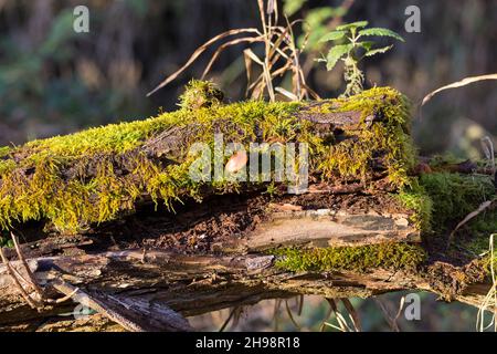 Moss covered tree trunk fallen broken end with single small orange fungi growing from the side resembling a moist domed hat some copy space top left Stock Photo