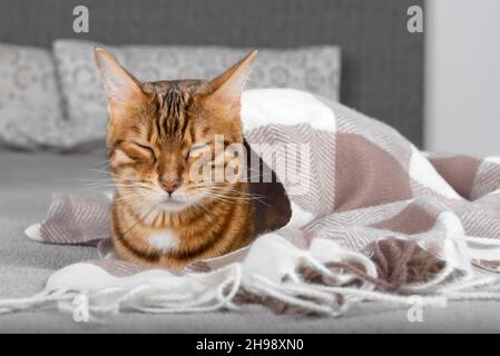 The cat sleeps on the bed in the bedroom. Home comfort concept. Stock Photo