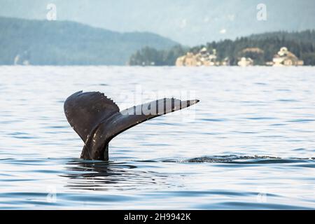 Humpback whale BCX1193 'Zig Zag' raises her tail out of the water as she goes in for a deep dive off the coast of Vancouver, British Columbia. Stock Photo