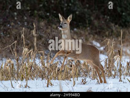 A female Roe deer bounding across the game cover in the snow. Suffolk, UK Stock Photo