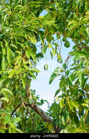 Avocado tree with hanging fruits over blue sky, vertical shot Stock Photo