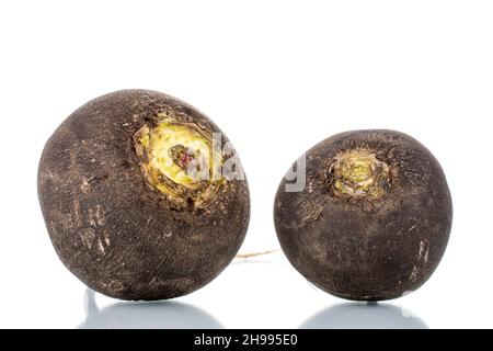 Two ripe organic black radishes, close-up, isolated on white Stock Photo